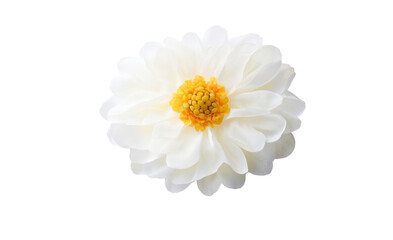 Fototapeta premium A fresh daisy flower with symmetrical white petals and a vibrant yellow center, isolated against a white background, making it a great visual for creative packaging or product design.