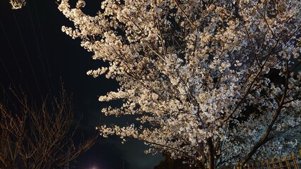 日本の桜と寺院