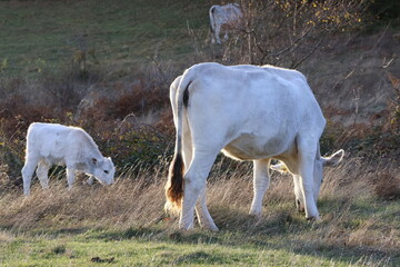 Wei&szlig;e Kuh und K&auml;lbchen