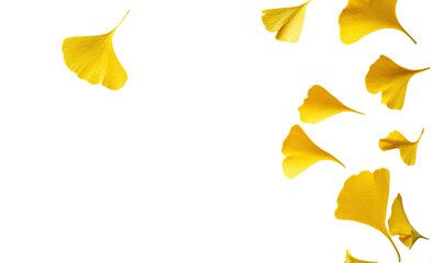 Naklejka premium A minimalist arrangement of several yellow ginkgo leaves gently placed on a white canvas, showcasing the contrast between the bright yellow hue and the pure white surface