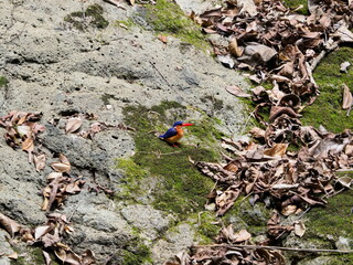 Principe kingfisher on rock