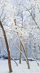 Snow-covered trees create a serene winter landscape in a quiet neighborhood