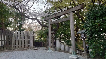 日本の桜と寺院