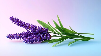 Naklejka premium Purple Lavender Flowers on Light Blue Background