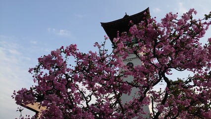 日本の桜と寺院