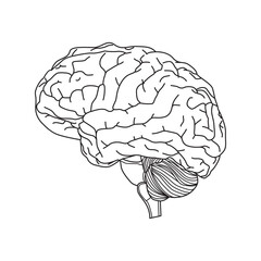human brain vector line diagram side view for any use