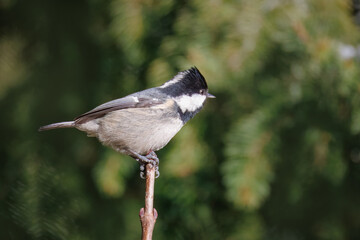  A coal tit sits on top of the branch perpendicular to the camera lens on a sunny winter day.