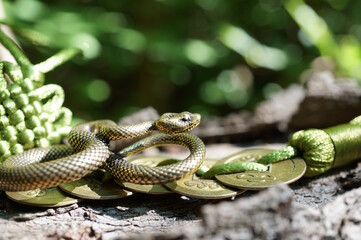 A bunch of Chinese coins and a snake figurine.