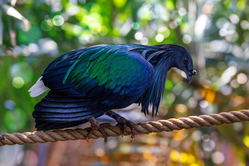 Nicobar pigeon, caloenas nicobarica, the only living member of the genus Caloenas, and may be the closest living relative of the extinct dodo. © Rixie