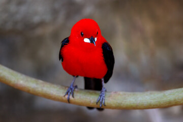 An adult male Brazilian tanager, ramphocelus bresilius, perched on a branch. This bright and colourful species is endemic to Brazil and Argentina.