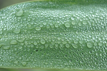 Dew drops on a green leaf. The background image.