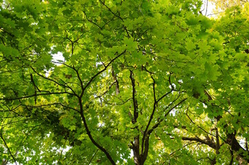 A tree with green leaves in close-up. Natural background.