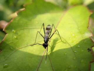 Long legged flying ant