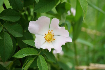 Blooming wild rose hips. A beautiful flower.