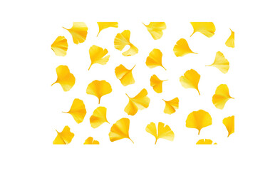 A top-down view of yellow ginkgo leaves arranged in a random pattern, their natural curves and distinct edges forming an elegant contrast against the blank white backdrop