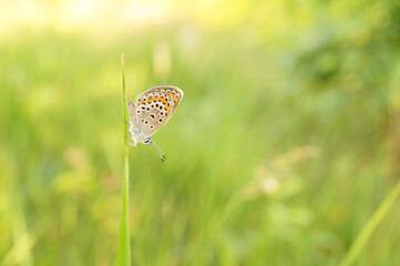 A beautiful little butterfly in nature. Wildlife. Fabulous beauty.