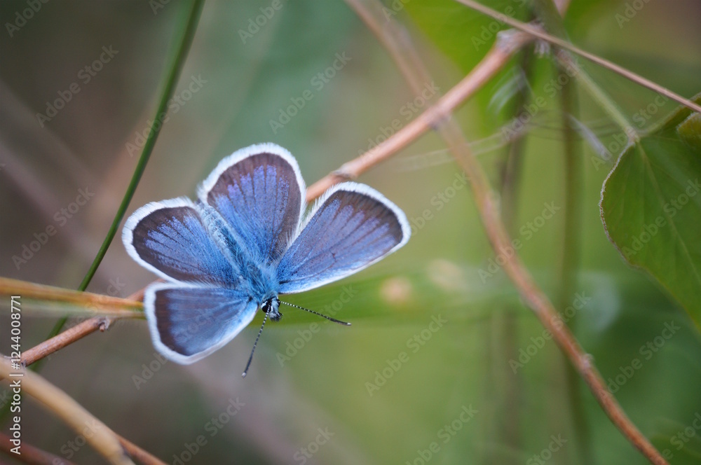 Canvas Prints A beautiful butterfly with blue wings. Golubyanka icarus.