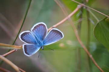 Fototapeta premium A beautiful butterfly with blue wings. Golubyanka icarus.
