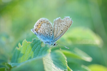 A small pigeon butterfly on a background of green grass.
