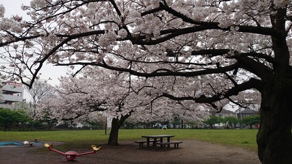 日本の桜と寺院