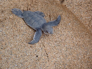baby turtle on the beach