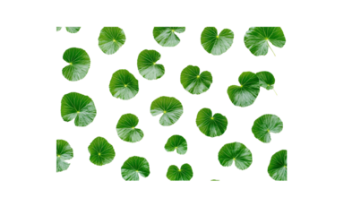 Fresh Gotu kola leaves arranged neatly on a clean white background, showcasing their vibrant green color and intricate veins.