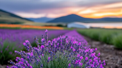 Vibrant Purple Lavender Field at Sunset with Mountain Background