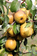 Pears ripen on the tree branch.