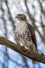 Red-Tailed Hawk Proudly Perched in a Tree