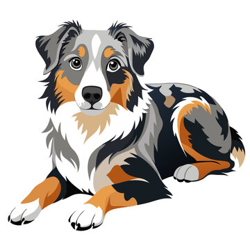 recommend clip art: australian shepherd dog isolated on white, Color vector illustration. Pet animal  
