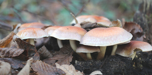 Hypholoma lateritium mushrooms grow in the wild in the forest