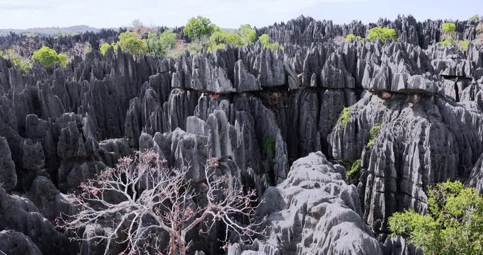 The Unique Tsingy de Bemaraha Stone Forest In Madagascar