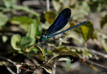 Dragonfly on its rock in the French Alps