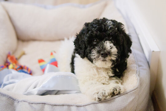 Adorable cockapoo puppy resting in her bed