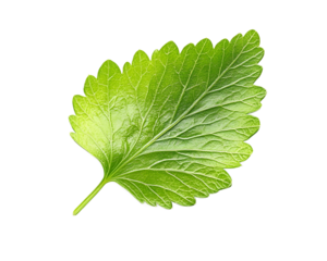 Fresh green leaf on white isolate background