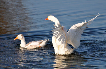 The geese swim in the river