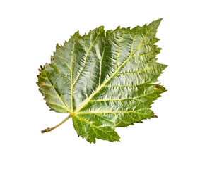 Fototapeta premium Single green leaf, isolated on white background.