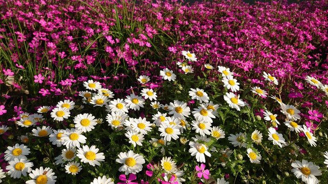 日本の桜