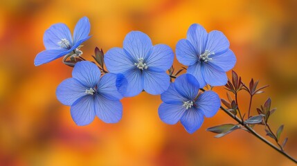 Light Blue Flowers, Autumnal Background, Close-up, Nature