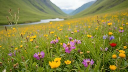 Vibrant Wildflower Meadow in Serene Valley Landscape