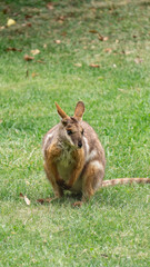 Vertical portrait of a wallaby resting on grassy terrain in a zoo park