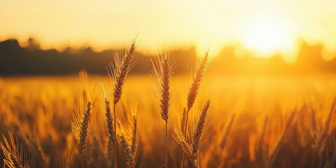 Obraz premium Golden wheat fields at sunset nature scene agricultural landscape warm environment peaceful viewpoint