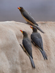 Yellow-billed oxpecker (Buphagus africanus)