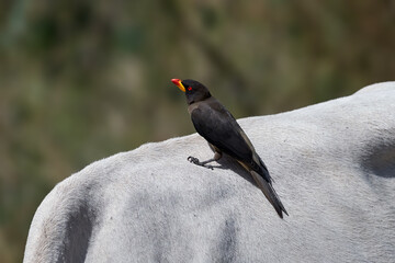Yellow-billed oxpecker (Buphagus africanus)