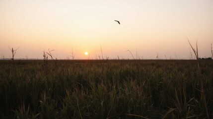 Fototapeta premium Serene Sunset Over Expansive Field with Bird in Flight at Dusk
