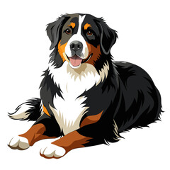 bernese mountain dog isolated on white, Color vector illustration. Pet animal  