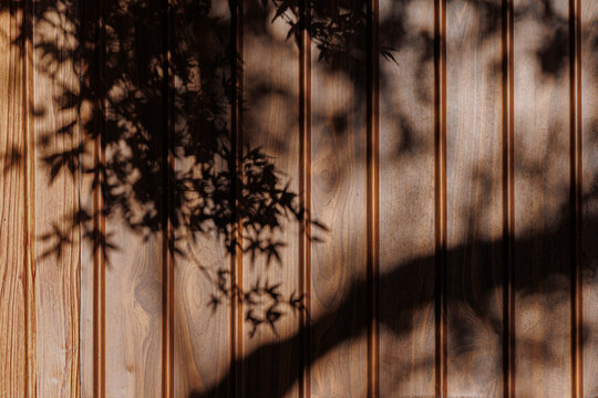 Shadows of Maple Trees on the Wooden Wall.