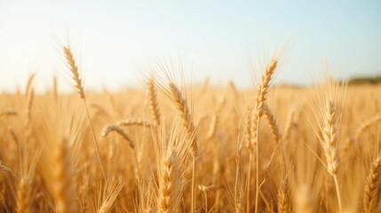 Fototapeta premium Golden Wheat Field Under Clear Blue Sky at Sunset in Rural Landscape