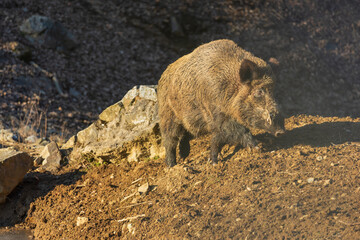 Wild boar - Sus scrofa - in the forest and by the in its natural habitat. Photo of wild nature