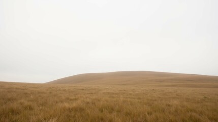 Fototapeta premium Expansive Golden Field Under Soft Gray Sky in Tranquil Landscape